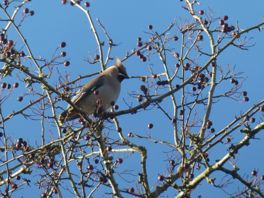 Waxwing bird